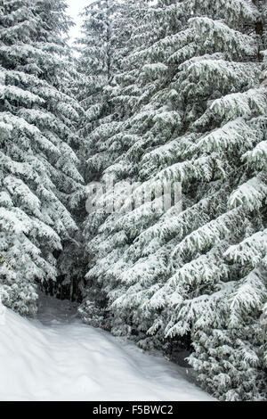 Forêt enchantée avec entrée d'arbres couverts de neige Banque D'Images