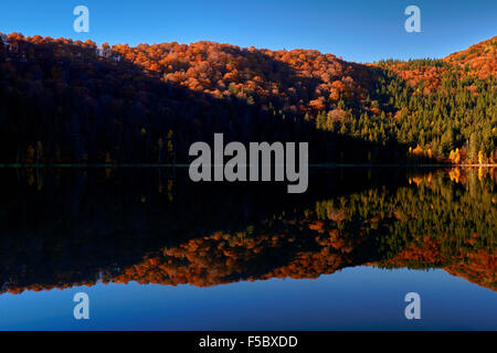 Beau matin d'automne, le lac de Saint Anna, Transylvanie, Roumanie, Europe Banque D'Images