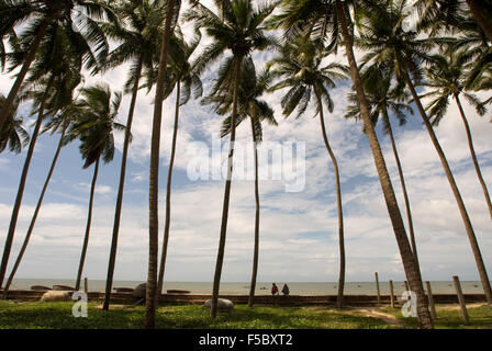 Des cocotiers le long de la plage, plage de Mui Ne, le centre-sud de la côte, le Vietnam, l'Indochine, l'Asie du Sud-Est, Asie Banque D'Images