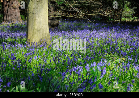 Forêt pleine de tapis de jacinthes comme des fleurs en espace boisé de Kew Gardens, London England Banque D'Images