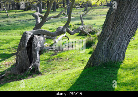 Arbre tombé dans l'herbe verte la lumière et l'ombre à Richmond Park, London England Banque D'Images