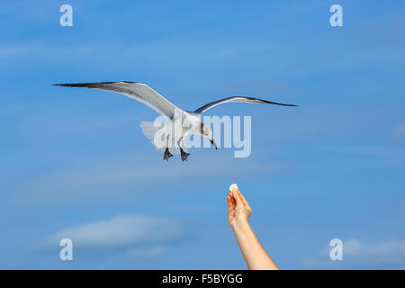 Flying seagull en tenant la main de l'alimentation Banque D'Images