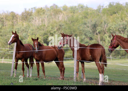 Groupe de chevaux debout à la corral fence en vallée verdâtre Banque D'Images