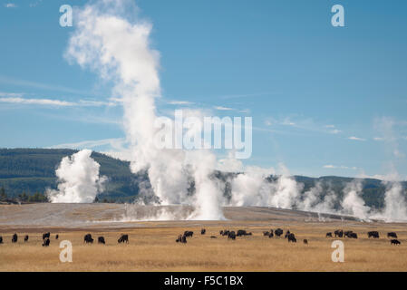 Le bison et la vapeur de geysers à Lower Geyser Basin, Parc National de Yellowstone, Wyoming. Banque D'Images