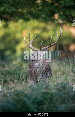 Le cerf sika (Cervus nippon) Banque D'Images