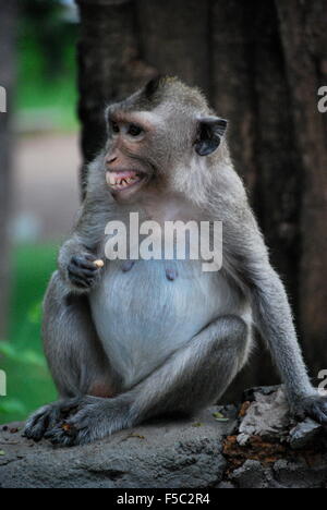 Singe Macaque Longtail adolescents de manger à l'état sauvage dans la région de Phnom Penh, Cambodge. Banque D'Images