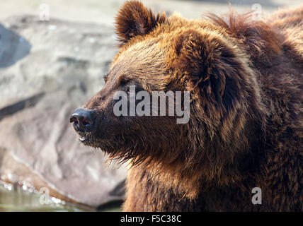 Gros ours brun. Gros Ours brun nature origines. Banque D'Images