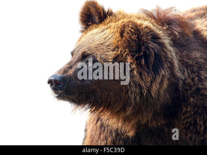 Gros ours brun isolé sur fond blanc. Banque D'Images