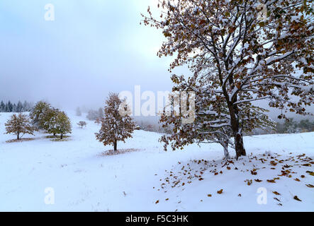 La première chute de neige. Feuilles de bouleau jaune dans la neige. Banque D'Images