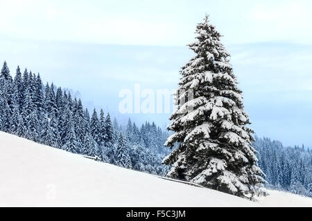 Sapins couverts de neige. Nouvelle année Banque D'Images