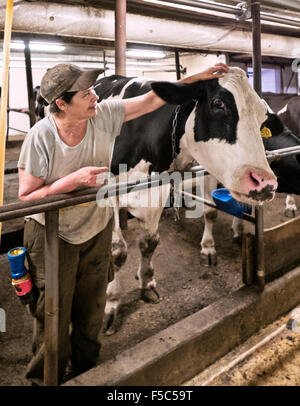 Agriculteur de la communication avec des vaches laitières Holstein, de traite. Banque D'Images