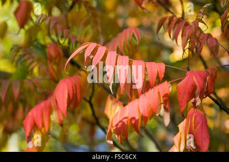 Rhus succedanea feuilles à l'automne. Banque D'Images