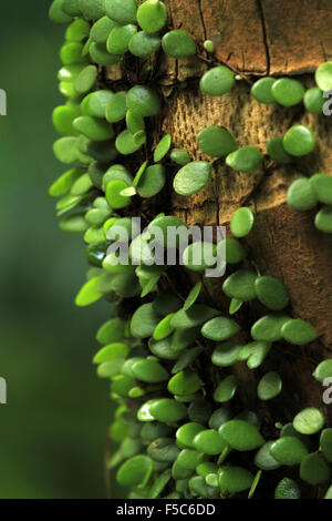 Plante verte sur l'arbre de noix de coco Banque D'Images