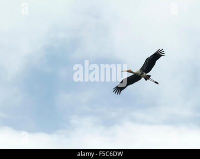 Cigogne peinte flying in sky Banque D'Images