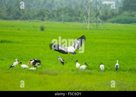 Un groupe de cigognes peintes et ibis dans un champ de riz vert Banque D'Images