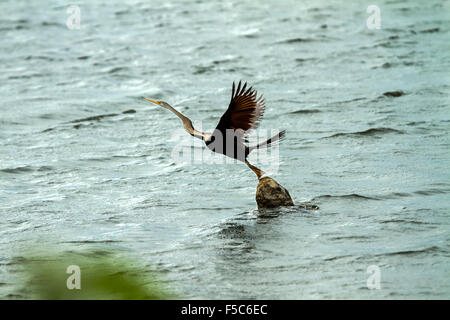 Anhinga anhinga anhinga, eau, Turquie Banque D'Images