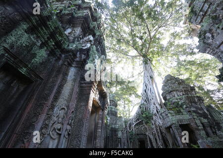 Ruine avec Ultrawide arbre sur top Banque D'Images