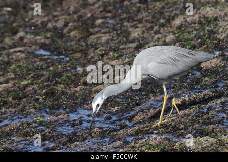 Aigrette à face blanche à la recherche de nourriture sur un plateau rocheux à côté de la mer Banque D'Images