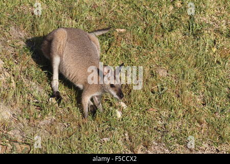 Wallaby à cou rouge Banque D'Images