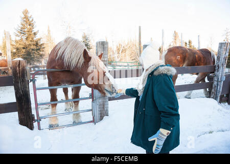 Woman interagit avec un cheval de Belgique derrière une clôture sur une ferme au cours de l'hiver, MN, USA Banque D'Images