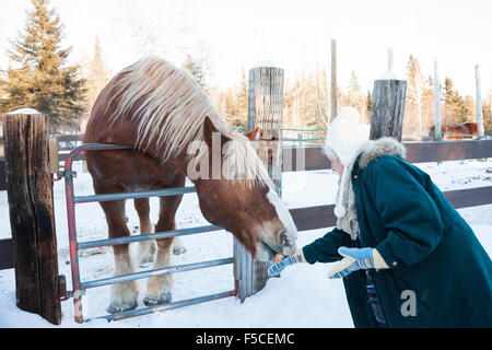 Woman interagit avec un cheval de Belgique derrière une clôture sur une ferme au cours de l'hiver, MN, USA Banque D'Images