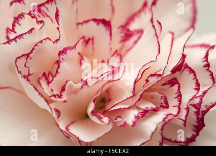 Blanc panaché et magenta fleurs naturelles carnation macro fond Banque D'Images