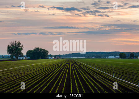 Les cultures agricoles dans le marais Holland au coucher du soleil. Le canton de King, l'Ontario, Canada. Banque D'Images