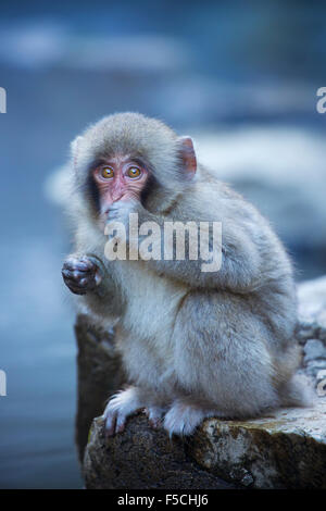 Un petit singe macaque japonais (neige) assis sur le bord de la hot springs à Jigokudani Monkey Park. Banque D'Images