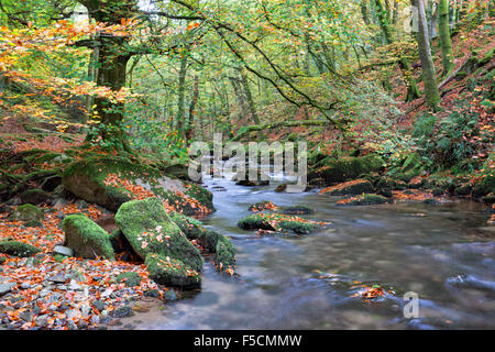 Belle forêt ruisseau coule sur les roches moussues et rochers au Dewerstone woods à Dartmoor dans le Devon Banque D'Images