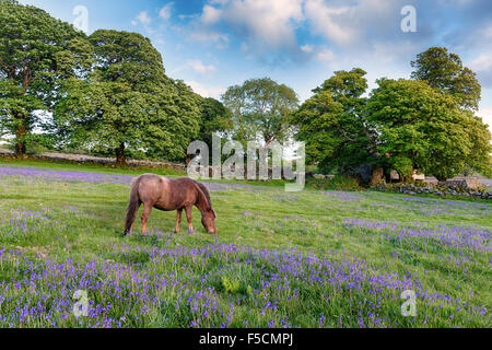 Un poney Dartmoor paissant dans un domaine de bluebells à Emsworthy sur Darmoor Parc National dans le Devon Banque D'Images