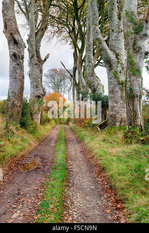 Un pays la voie à Cornwall bordées de hauts hêtres Banque D'Images