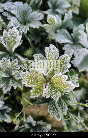 Cologne, Allemagne. 09Th Nov, 2015. Les feuilles des plantes sont couvertes de givre après une nuit froide et claire à Cologne, Allemagne, 02 novembre 2015. Photo : HENNING KAISER/dpa/Alamy Live News Banque D'Images