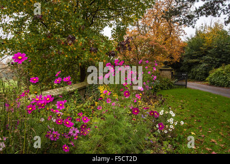 Fleur d'automne rose avec bordure cosmea marguerites et la couleur de la feuille en face de Borde Hill House. Banque D'Images