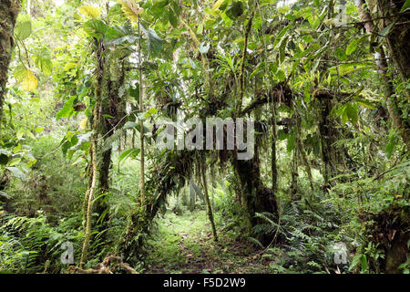 Sentier sous une arche de la végétation en cloudforest à 2 200 m d'altitude sur le versant amazonien des Andes équatoriennes. Banque D'Images