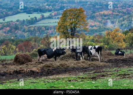 Steer se nourrissent de foin dans un pâturage d'automne vallonnée, Watkins Glen, New York, USA Banque D'Images