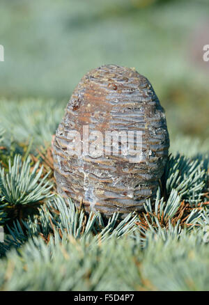 Cône bleu Cèdre de l'Atlas - Cedrus atlantica var. glauca Banque D'Images