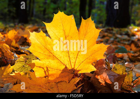 Feuilles d'érable coloré d'automne Banque D'Images