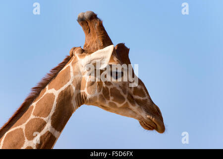Giraffe réticulée ou Somali Girafe (Giraffa camelopardalis reticulata), portrait, la réserve nationale de Samburu, Kenya Banque D'Images