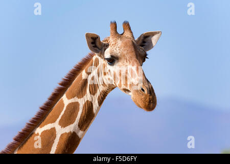 Giraffe réticulée ou Somali Girafe (Giraffa camelopardalis reticulata), portrait, la réserve nationale de Samburu, Kenya Banque D'Images