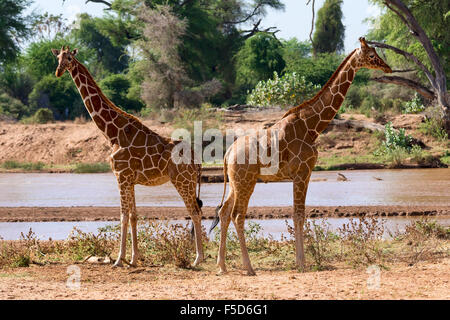 Les Girafes réticulée ou Somali girafes (Giraffa camelopardalis reticulata) par la rivière, la réserve nationale de Samburu, Kenya Banque D'Images