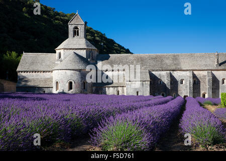 Abbaye cistercienne Notre-Dame de Sénanque avec champ de lavande, Vaucluse, Provence, Provence-Alpes-Côte d'Azur, France Banque D'Images