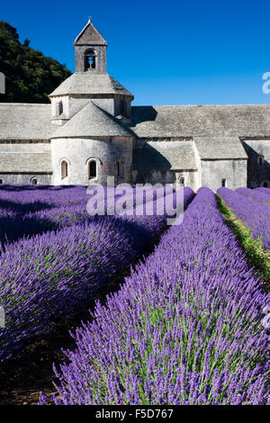 Abbaye cistercienne Notre-Dame de Sénanque avec champ de lavande, Vaucluse, Provence, Provence-Alpes-Côte d'Azur, France Banque D'Images