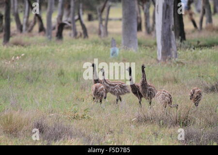 Emu sauvages dans l'outback australien, se promènent en liberté Banque D'Images