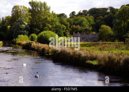 Cygnes sur la rivière Coln et Arlington Row, Bibury, Cotswolds, Gloucestershire, Angleterre, RU, FR, Europe Banque D'Images