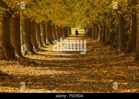 Femme marche dans un beech tree lane avec feuilles d'or dans le parc à Elswout, Overveen, Hollande du Nord, aux Pays-Bas. Banque D'Images