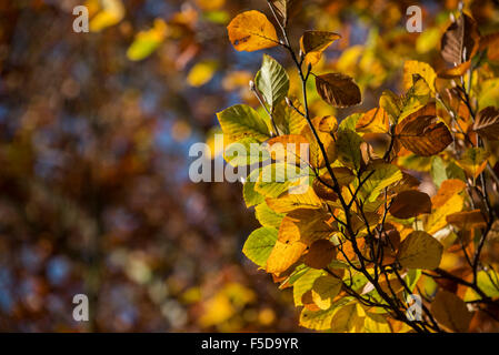 Au Royaume-Uni, à Wadhurst. 06Th Nov, 2015. Couleurs d'automne dominent le bois près de l'Est, à Wadhurst Susse : © Guy Bell/Alamy Live News Banque D'Images