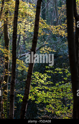 Au Royaume-Uni, à Wadhurst. 06Th Nov, 2015. Couleurs d'automne dominent le bois près de l'Est, à Wadhurst Susse : © Guy Bell/Alamy Live News Banque D'Images