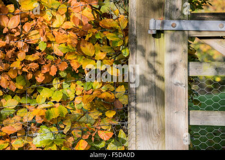 Au Royaume-Uni, à Wadhurst. 06Th Nov, 2015. Couleurs d'automne dominent le bois près de l'Est, à Wadhurst Susse : © Guy Bell/Alamy Live News Banque D'Images