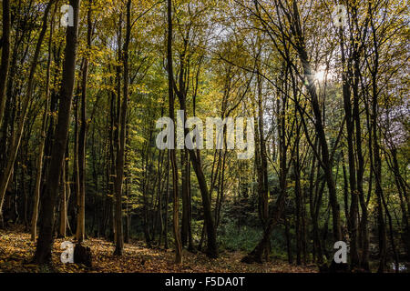 Au Royaume-Uni, à Wadhurst. 06Th Nov, 2015. Couleurs d'automne dominent le bois près de l'Est, à Wadhurst Susse : © Guy Bell/Alamy Live News Banque D'Images