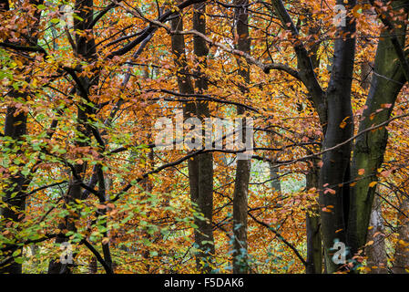 Au Royaume-Uni, à Wadhurst. 06Th Nov, 2015. Couleurs d'automne dominent le bois près de l'East Sussex, à Wadhurst Crédit : Guy Bell/Alamy Live News Banque D'Images